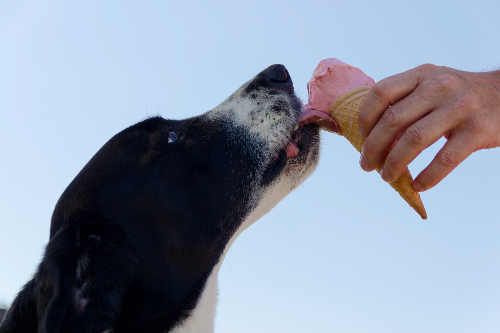 大白熊犬幼犬吃什么