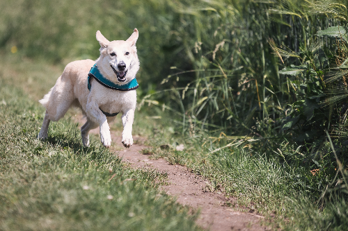 冰岛牧羊犬腹泻怎么办 冰岛牧羊犬腹泻治疗方法