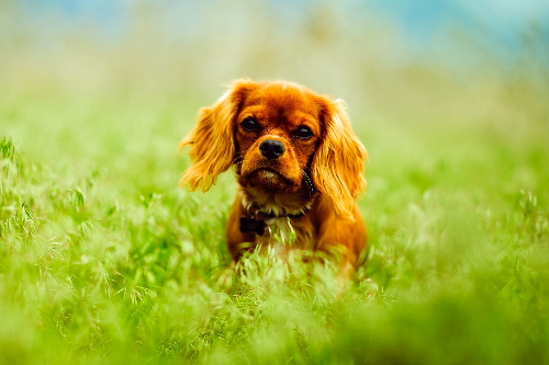 柯基犬刚回家有哪些要注意的