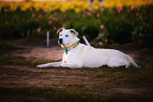 如何从比格犬幼犬开始调教 比格犬好训练吗