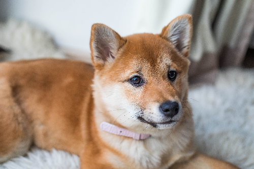 拉萨犬卧倒怎么训练 拉萨犬趴下训练教程