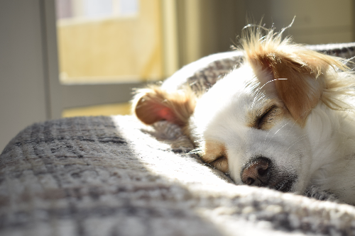 金毛犬不爱喝水怎么办