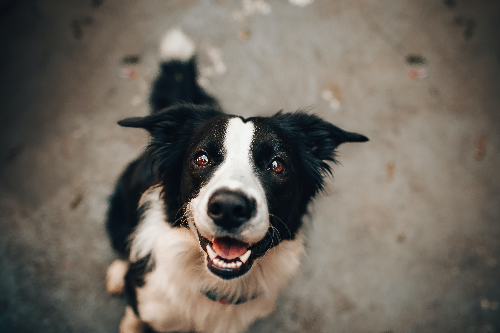 好好的贵宾犬为什么会褪色