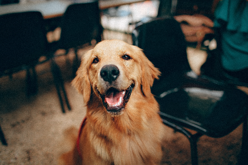 贵宾犬的简单训练