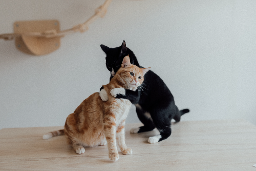 【美食攻略】自制猫咪的黄骨鱼鸭心饭